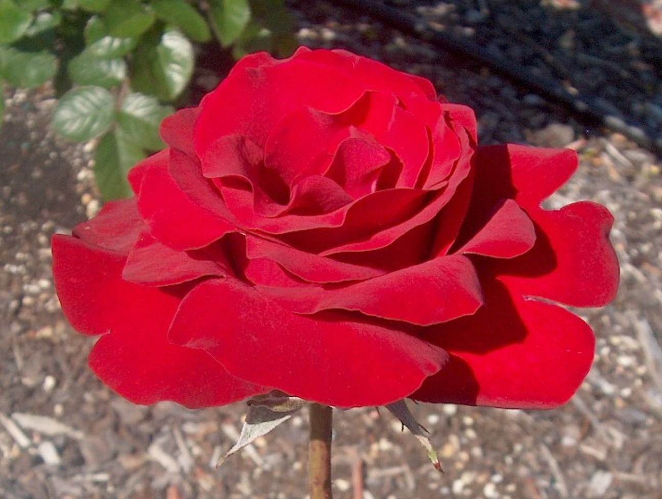 Online Plant Guide Rosa 'Opening Night' / Opening Night Rose
